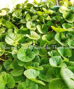 PENNYWORT (Centella asiatica)