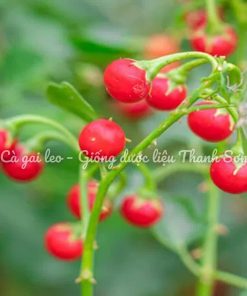 CÂY CÀ GAI LEO