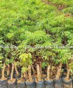 ĐINH LĂNG LÁ NHỎ