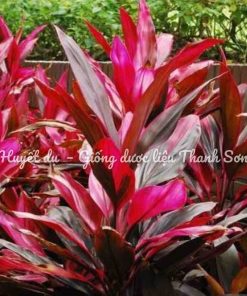 CORDYLINE FRUTICOSA (Cordyline terminalis Kunth)