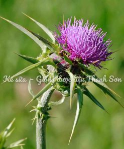 KẾ SỮA (CÚC GAI)