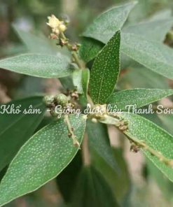 TEA-LEAVED CROTON (Folium Crotonis tonkinensis)