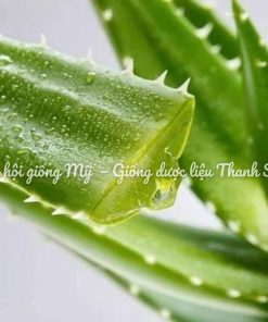 LÔ HỘI GIỐNG MỸ