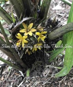 GOLDEN EYE-GRASS (Curculigo orchioides)