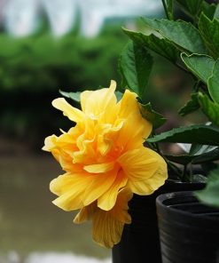 CÂY DÂM BỤT
