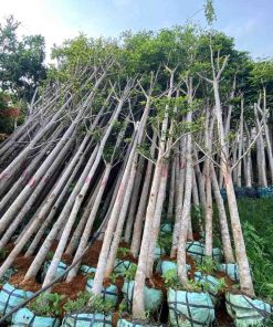 CÂY BÀNG ĐÀI LOAN