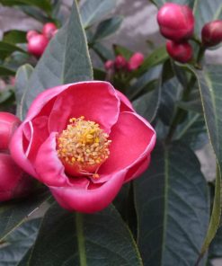CÂY HOA HẢI ĐƯỜNG